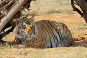 tiger, predator world, pilanesberg national park-1221457.jpg