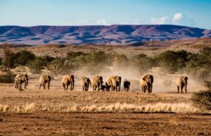 elephants, desert elephants, namibia-4461137.jpg