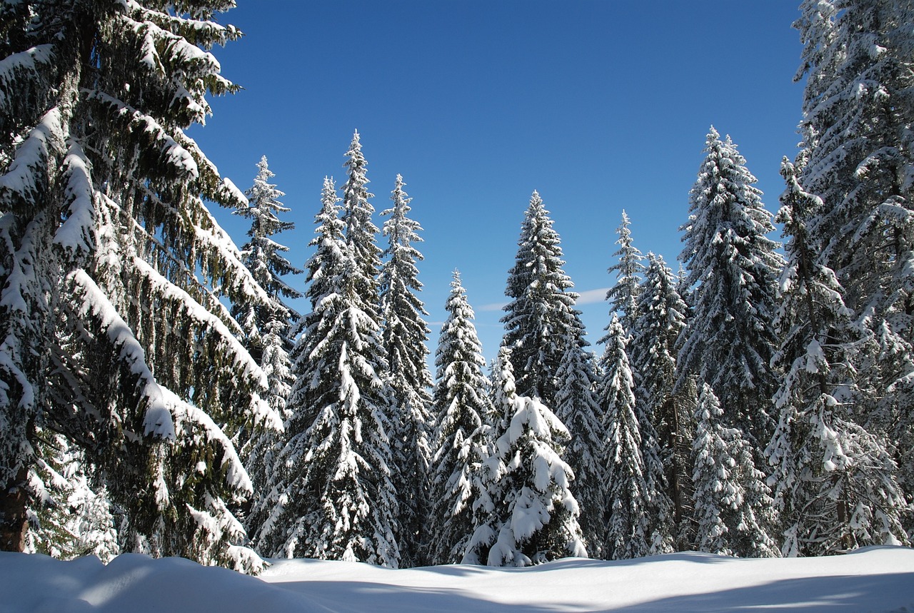 winter, snow, blue sky-206082.jpg